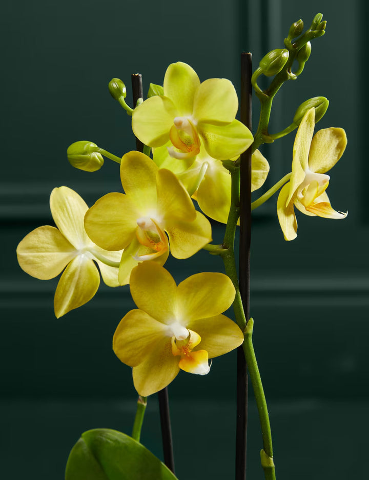 Organic Yellow Phalaenopsis Orchid Flower Seeds for Planting – Heirloom, Non-GMO