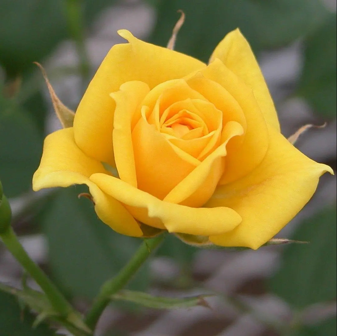 Yellow Rose Flower Seeds for Garden Planting - 100 pcs