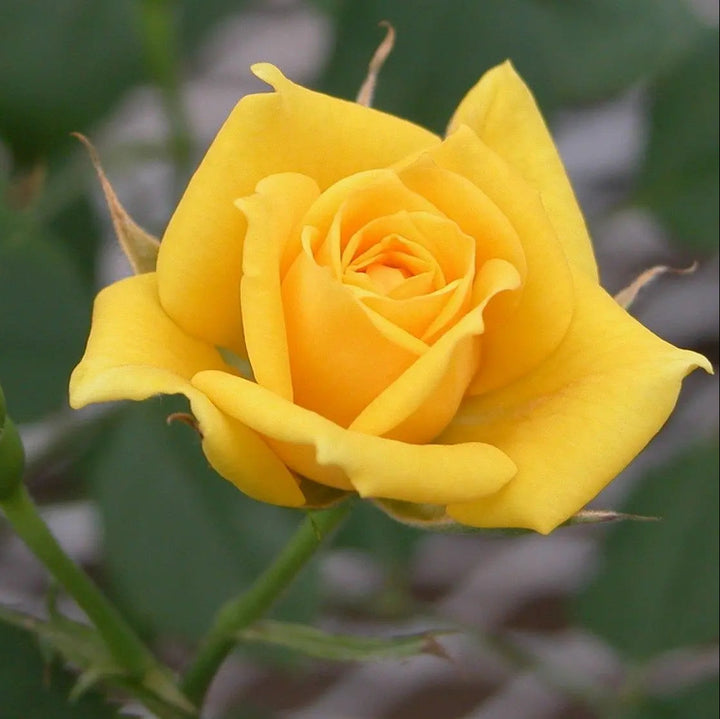 Yellow Rose Flower Seeds for Garden Planting - 100 pcs