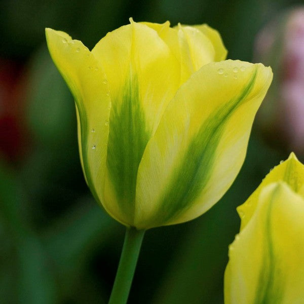 Tulip Flower Seeds for Planting – Yellow and Green Mix, Heirloom, Non-GMO, High Germination Organic Garden Seeds