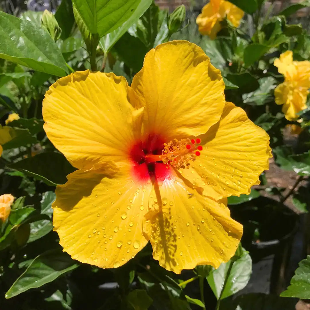 yellow purple flower seeds