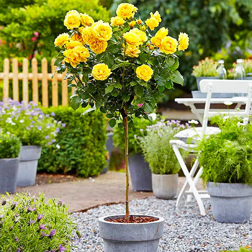 Yellow Sunblaze Miniature Rose Plant Seeds for Planting Non-GMO Heirloom Garden Seeds