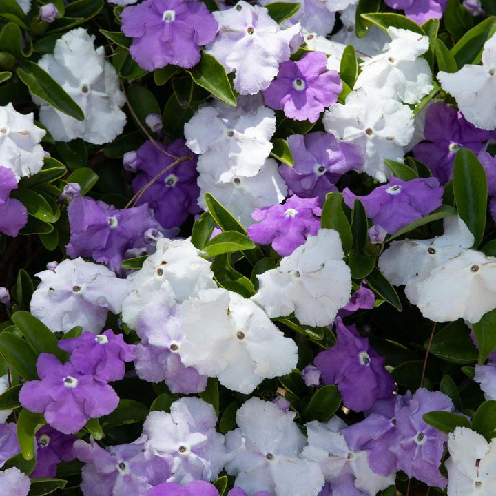 Brunfelsia Flower Seeds for Planting – Fragrant Blooms | Heirloom Non-GMO Seeds | High Germination