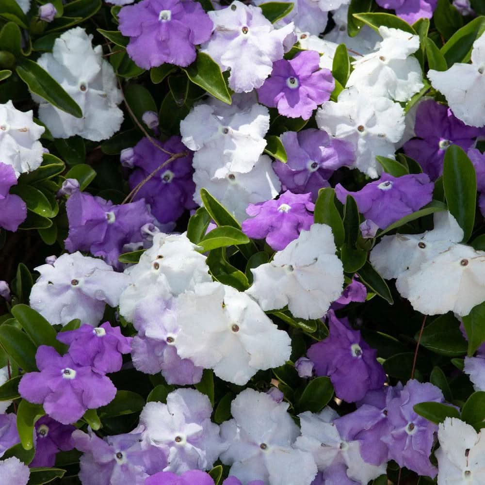 brunfelsia flower flower seeds