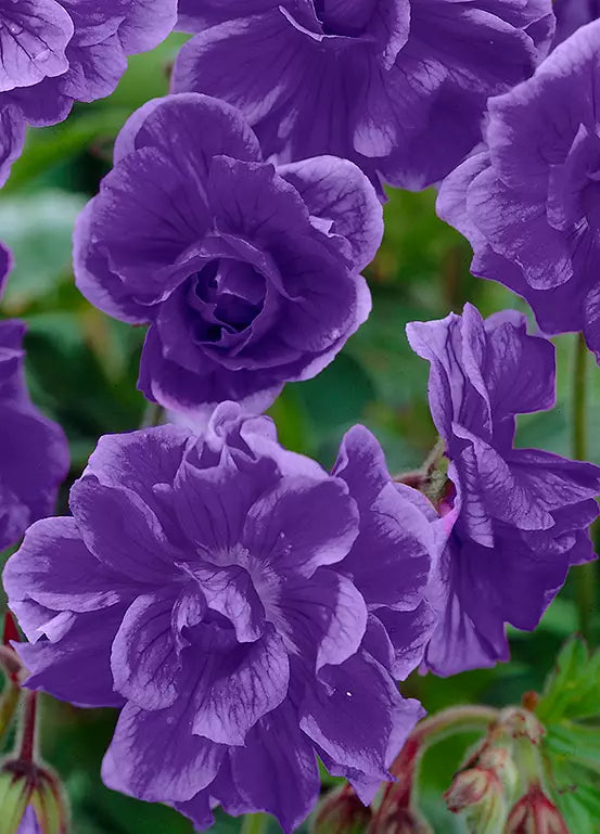 Thick Blue Geranium Flower Seeds for Planting – Heirloom, Non-GMO, High Germination Organic Garden Seeds