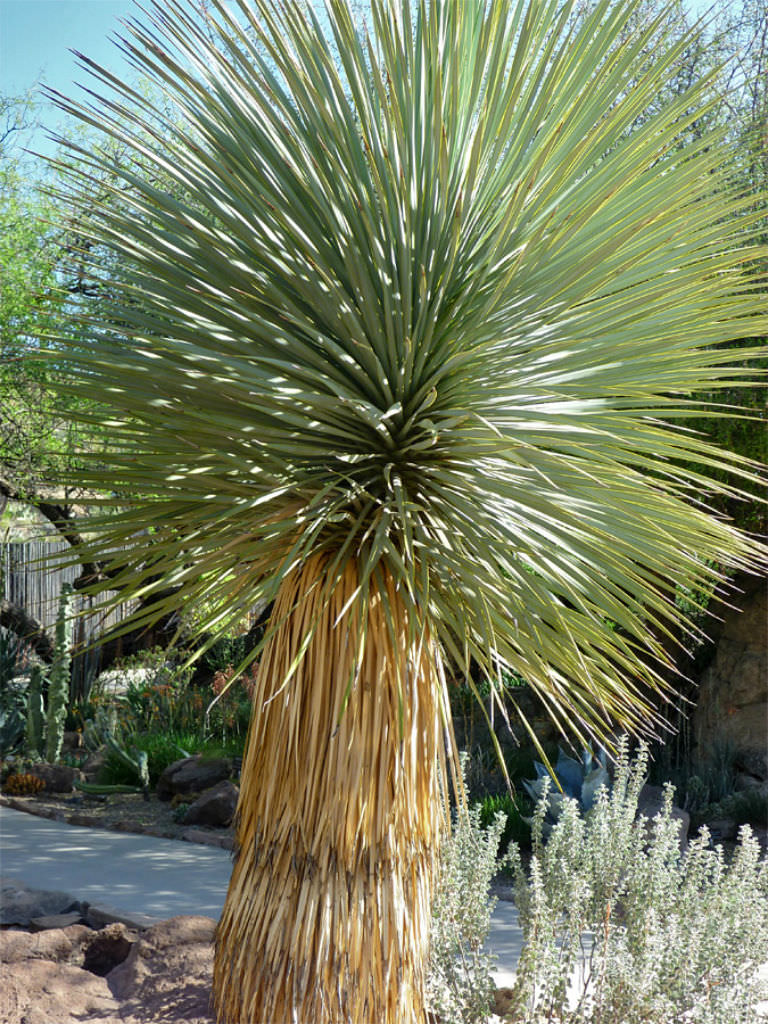 Yucca Thompsoniana plantefrø til plantning, arvestykke, ikke-GMO, 100 stk.