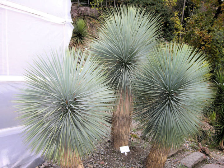 Yucca Thompsoniana plantefrø til plantning, arvestykke, ikke-GMO, 100 stk.