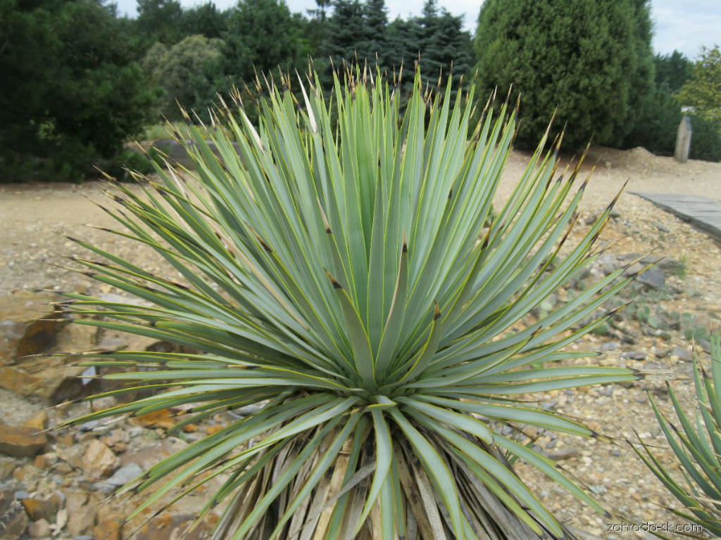 Yucca Thompsoniana plantefrø til plantning, arvestykke, ikke-GMO, 100 stk.