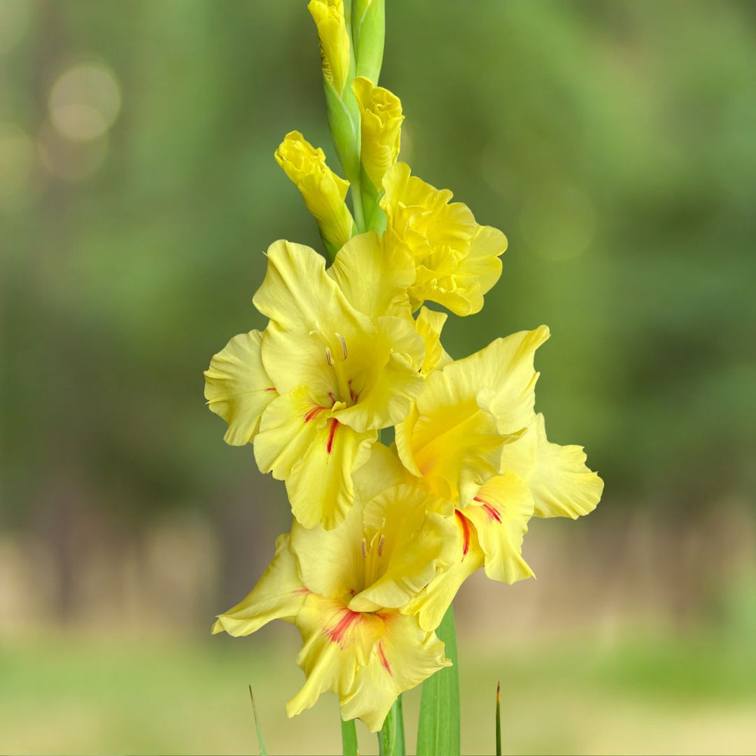 Yellow White Gladiolus Seeds for Planting - 100 pcs