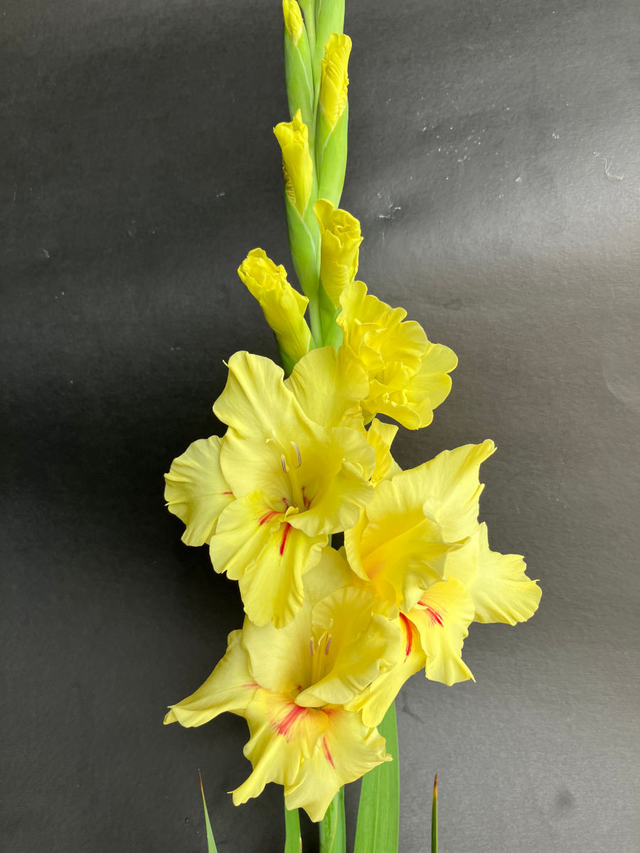 Gul hvid Gladiolus frø til udplantning - 100 stk