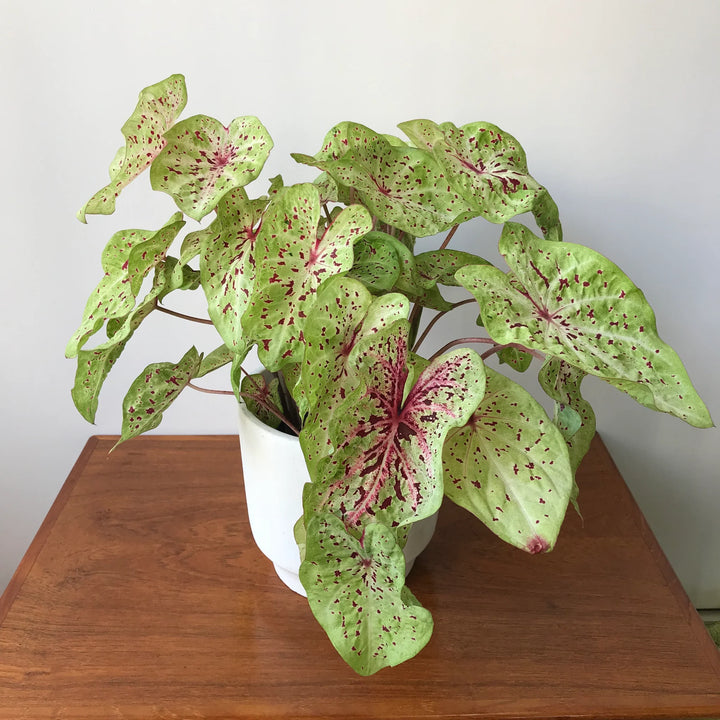 Heirloom Caladium Bicolor Multi-Colored Flower Seeds – Non-GMO, High Germination Organic Garden Seeds for Planting