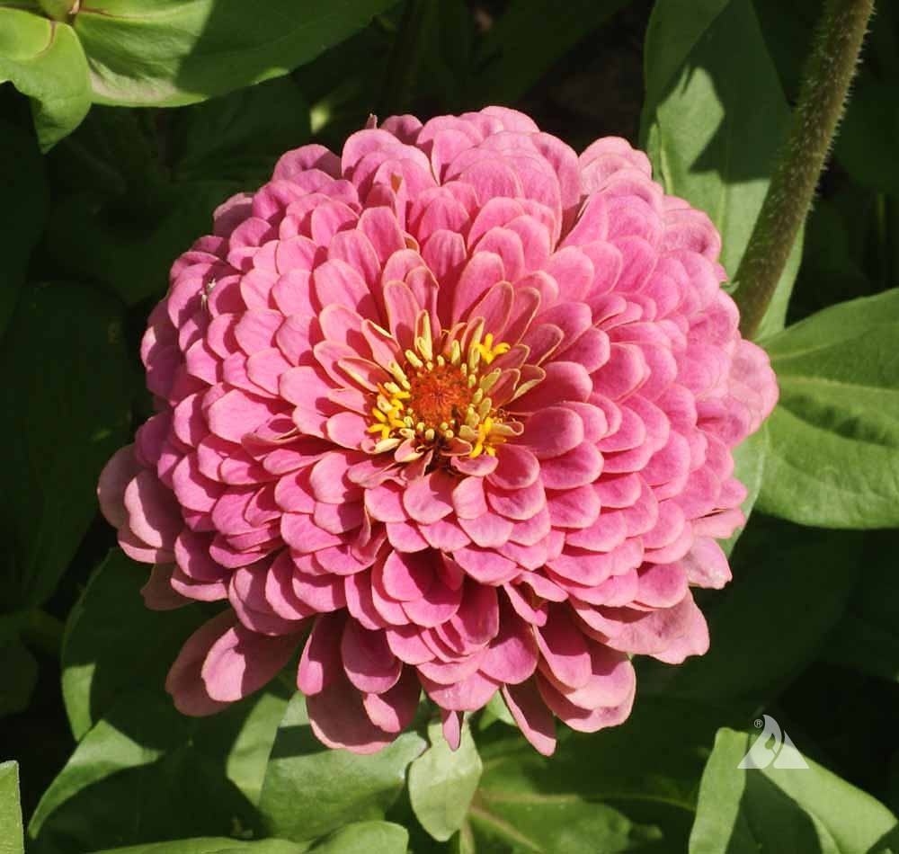 zinnia zinnia flower seeds