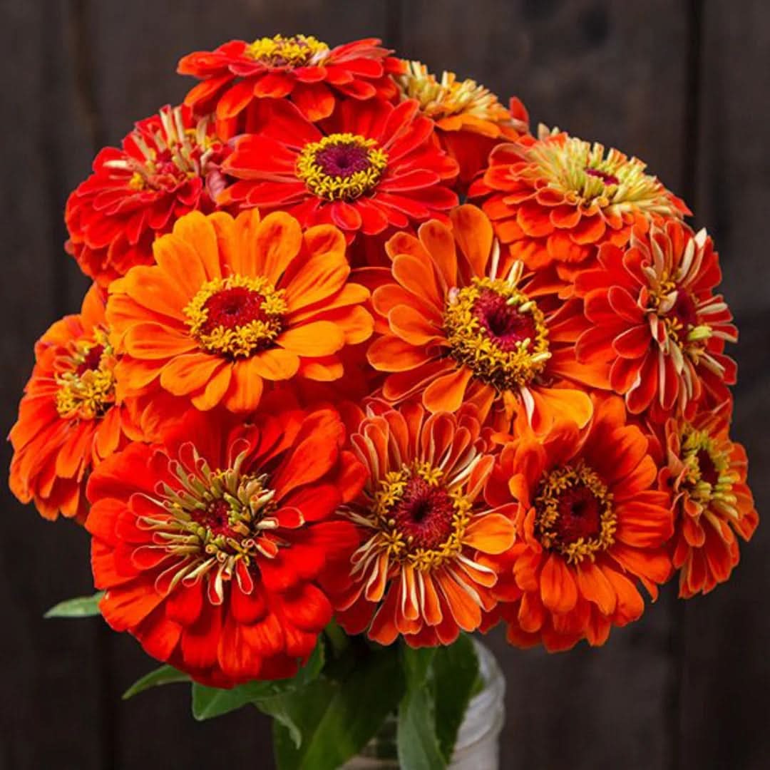 orange red flower seeds