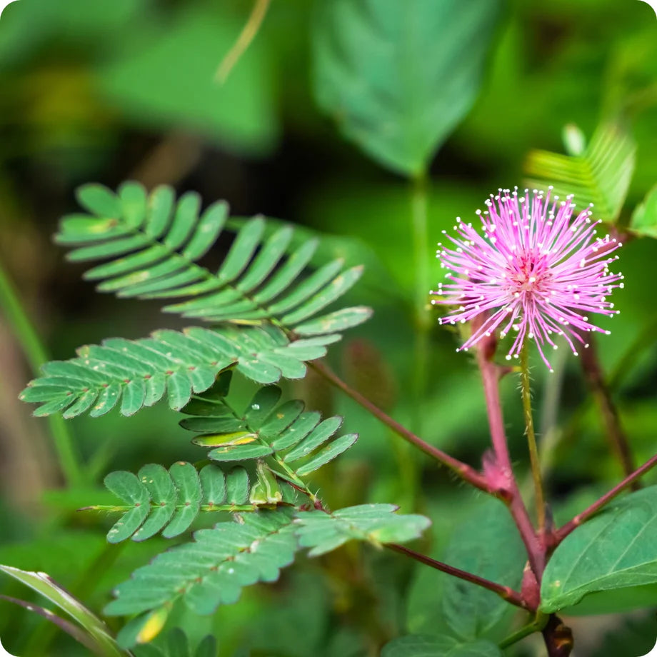 Plantas Sensibles Blomsterfrø til udplantning - 100 stk