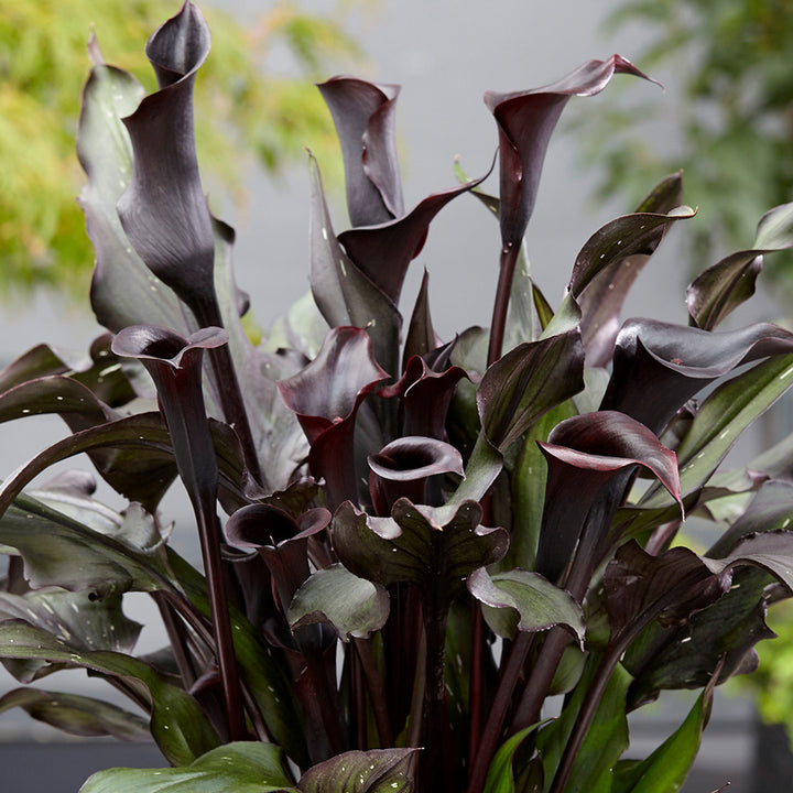 Zantedeschia Memories Calla Lily Flower Seeds – Heirloom Non-GMO Seeds for Elegant Garden Planting