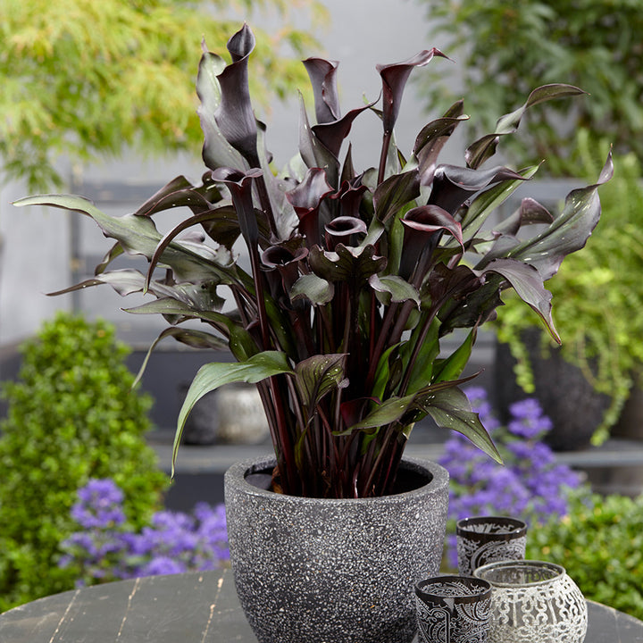 Zantedeschia Memories Calla Lily Flower Seeds – Heirloom Non-GMO Seeds for Elegant Garden Planting