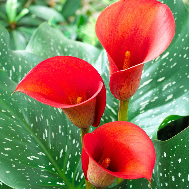 Heirloom Non-GMO Red Zantedeschia Aethiopica Flower Seeds for Planting – Elegant Calla Lily Blooms, High Germination