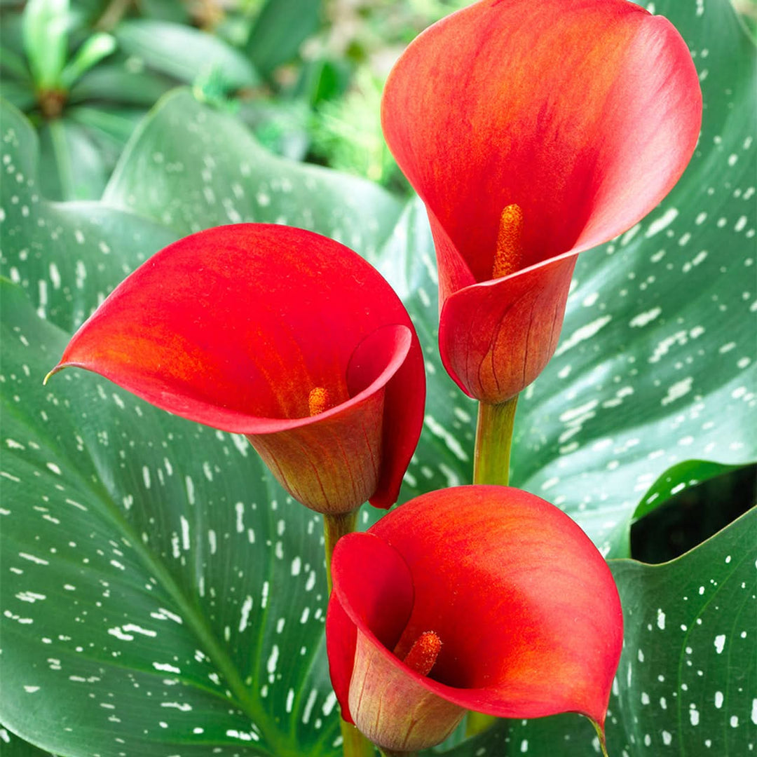 red heirloom flower seeds