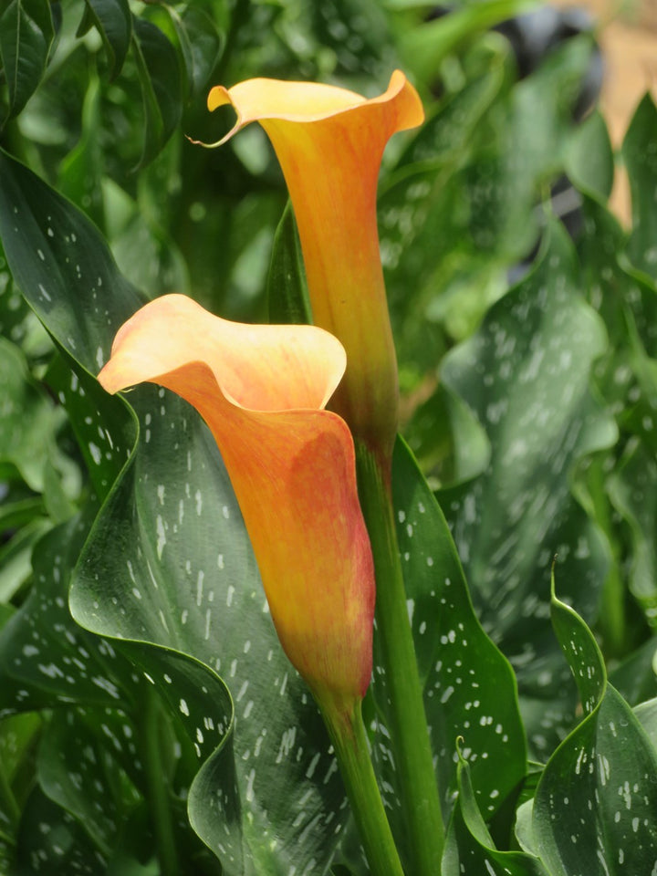 Zantedeschia Arum Lily Flower Seeds for Planting - Heirloom and Non-GMO garden Seeds