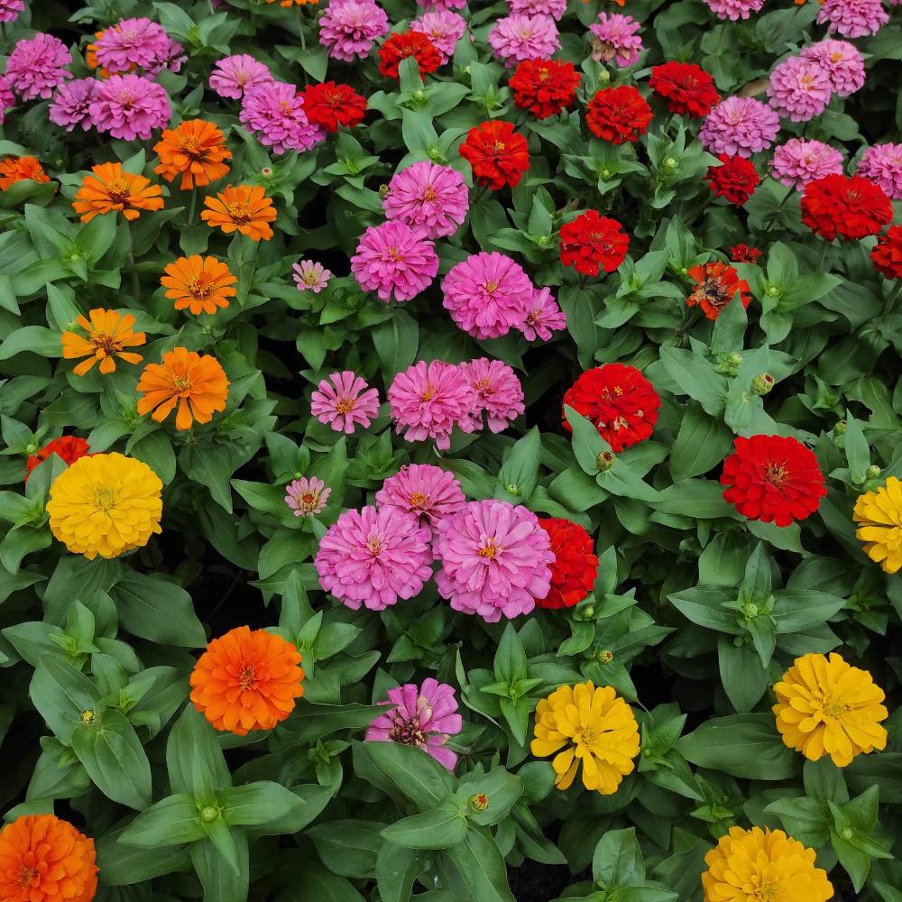 mixed liana flower seeds