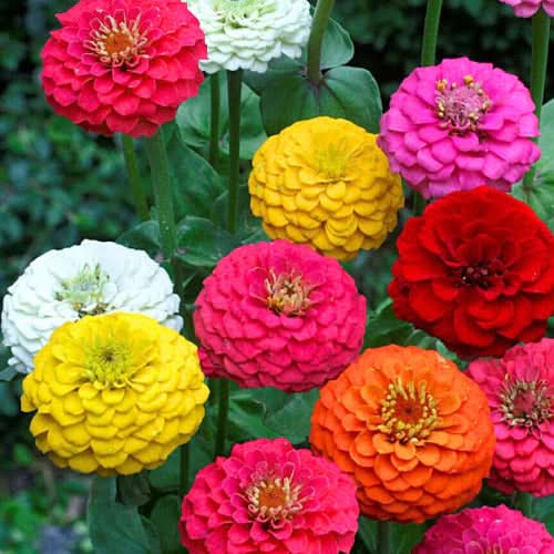 zinnia double flower seeds