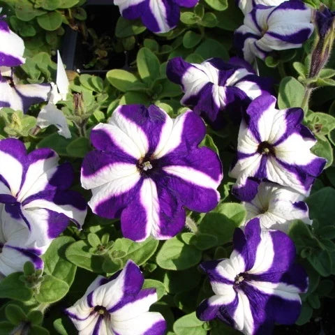 Petunia Blomsterfrø til Plantning Blå Hvid 100 stk