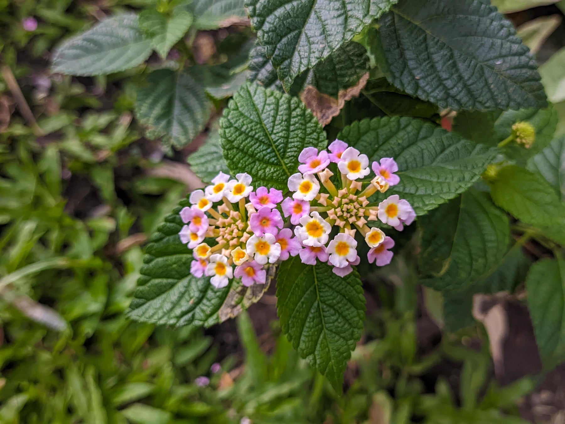 lantana camara flower seeds Heirloom Non-GMO Lantana Camara Seeds – Neeraseeds