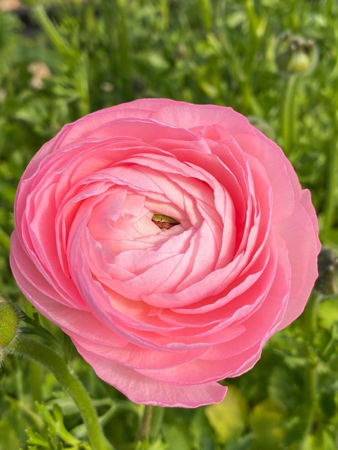 heirloom non flower seeds