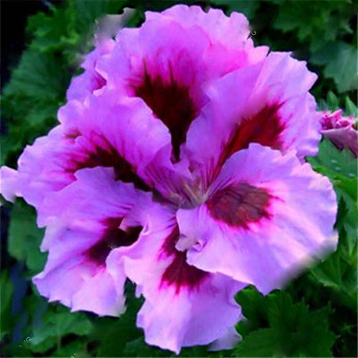 Geranium Flower Seeds for Planting, Pink White, 100 pcs