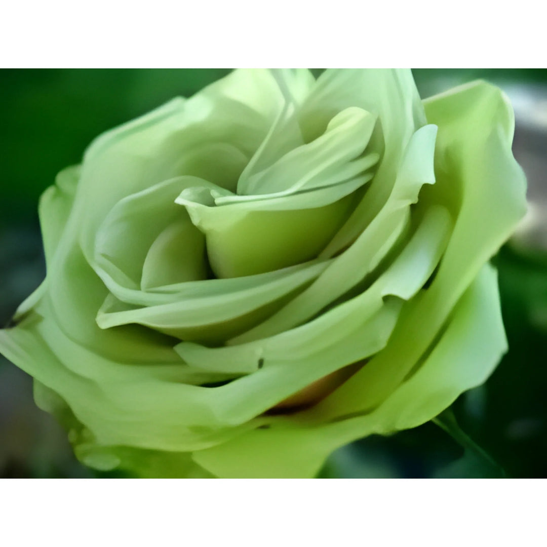 Multi-Color Rose Flower Seeds for Planting Light Green 100 pcs