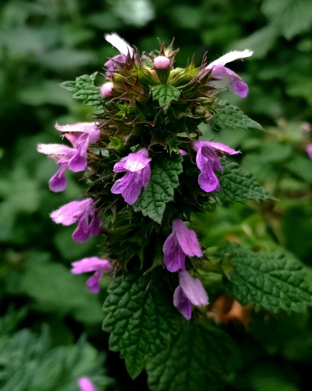 Lilla Horehound blomsterfrø til plantning - 100 stk