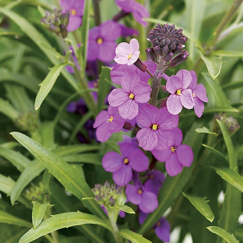 violet heirloom flower seeds