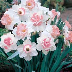 Pink Double Petals Narcissus Flower Seeds for Planting - 100 pcs