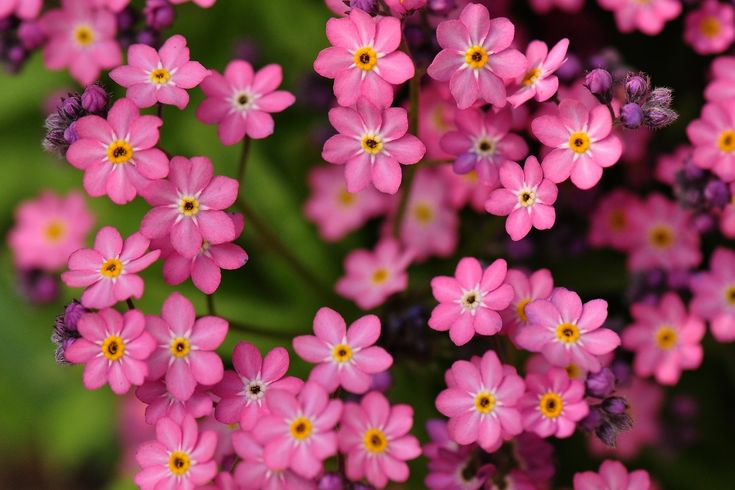 Heirloom Non-GMO Myosotis Sylvatica Flower Seeds for Planting – Forget-Me-Not Garden Blooms, High Germination