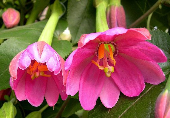 Pink Mollissima blomsterfrø til udplantning, 100 stk