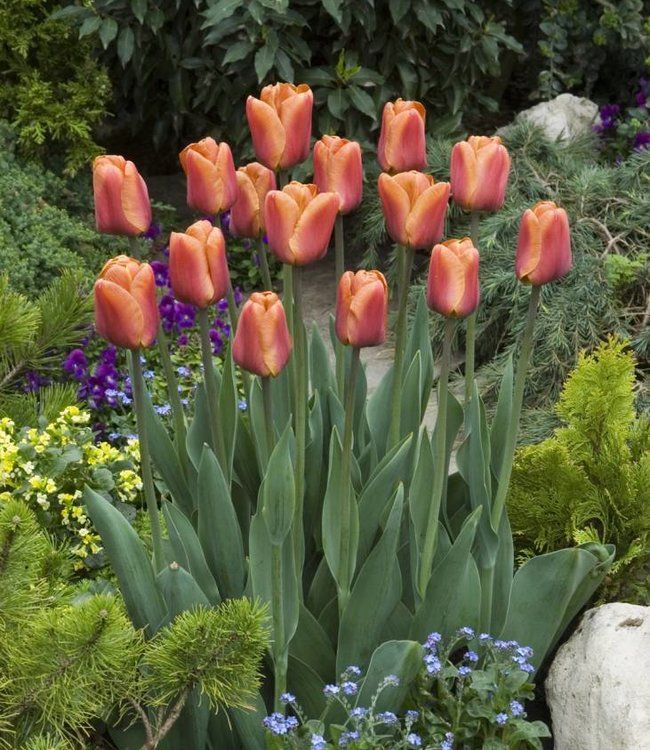 Brown Tulip Flower Seeds for Planting – Heirloom, Non-GMO, High Germination Seeds for Vibrant Garden Blooms