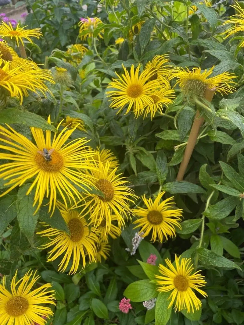 Enula Asteraceae blomsterfrø til plantning - 100 stk