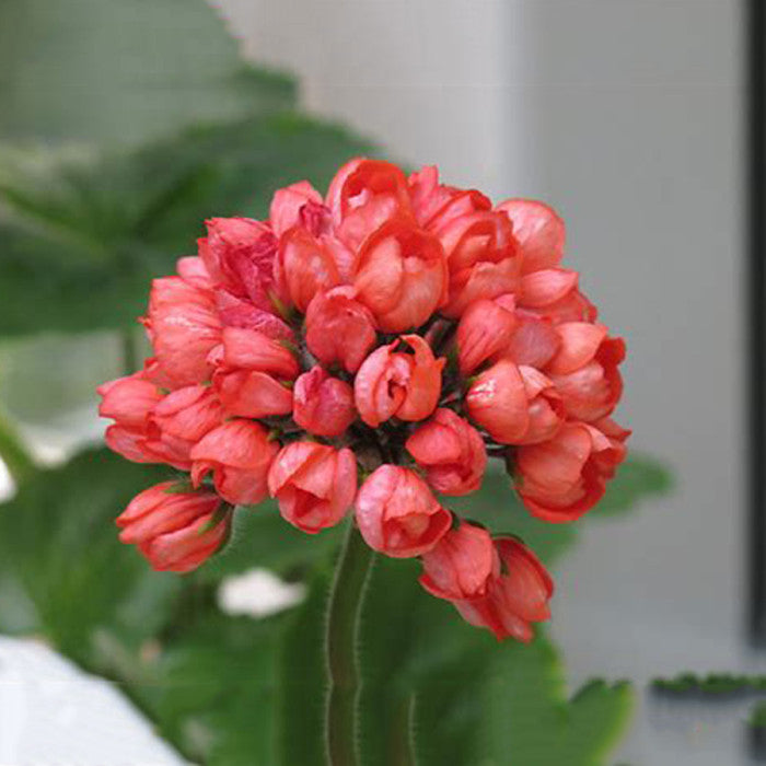 Geranium Æbleblomst Røde Blomsterfrø til Plantning 100 stk