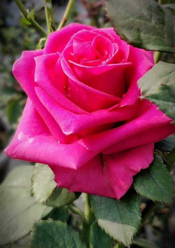 Pink Rose Flower Seeds for Planting - 10 pcs