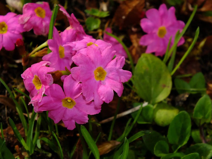 Himalayan Primrose Flower Seeds, Heirloom, Non-GMO Seeds for Planting