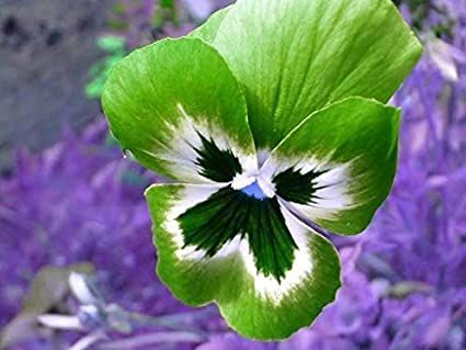 Green Pansy Flower Seeds for Planting - 100 pcs