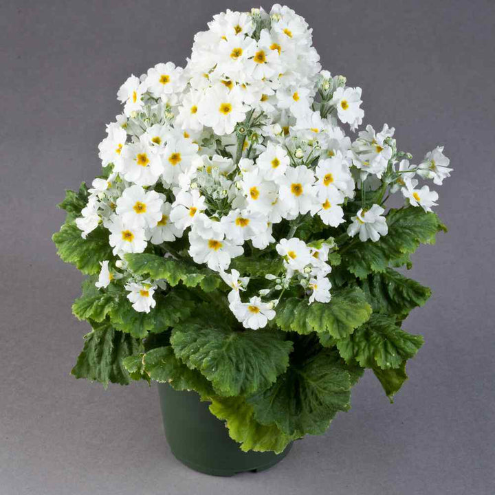 White Primula Malacoides Flower Seeds for Planting – Heirloom Non-GMO Seeds