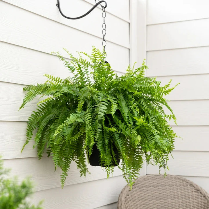 Fern Plant Seeds for Planting Mixed 100 pcs