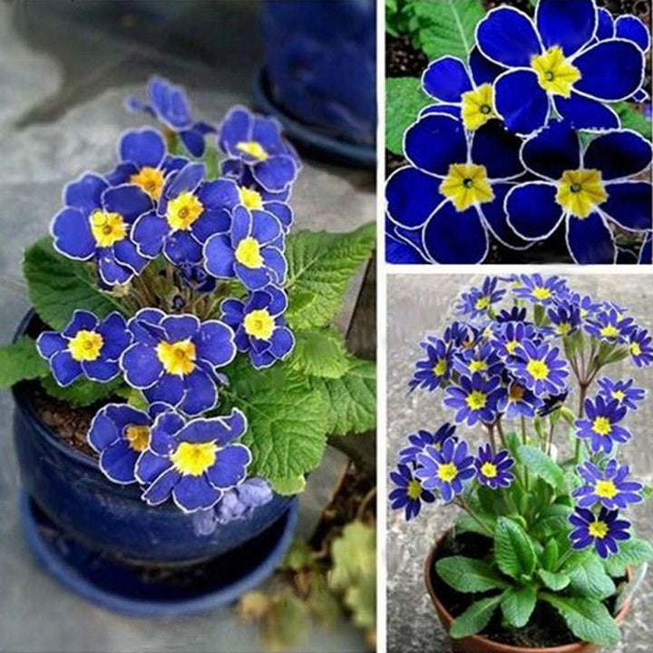 Fresh Primula Flower Seeds for Planting, Light Blue 100 pcs