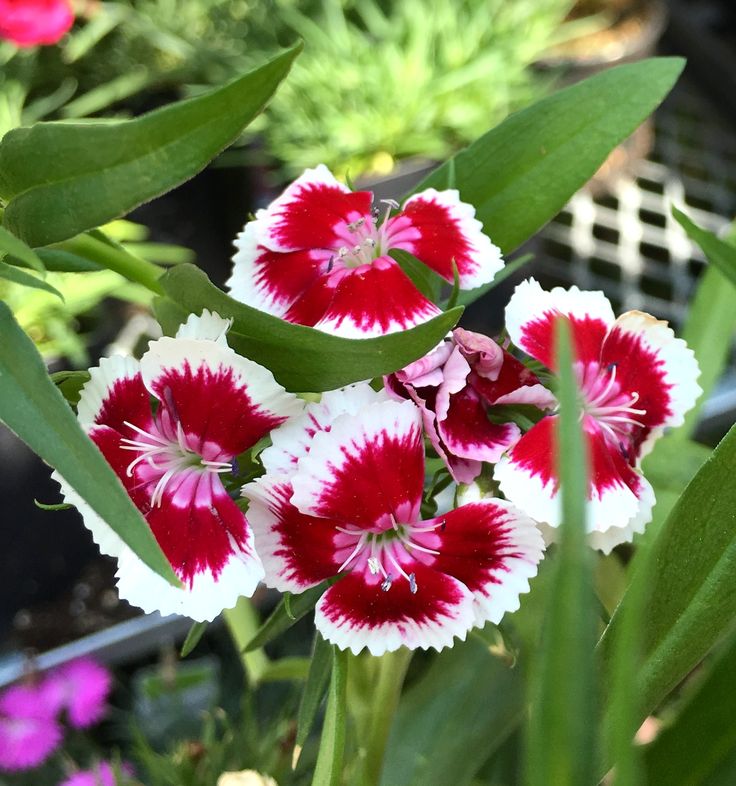 white red flower seeds