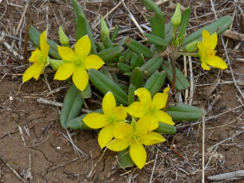 Talinum Caffrum blomsterfrø til udplantning - 100 stk