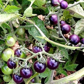 Tomato Seeds for Planting Dark Violet – Heirloom Non-GMO Organic Garden Seeds, High Germination