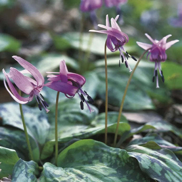 violet organic flower seeds