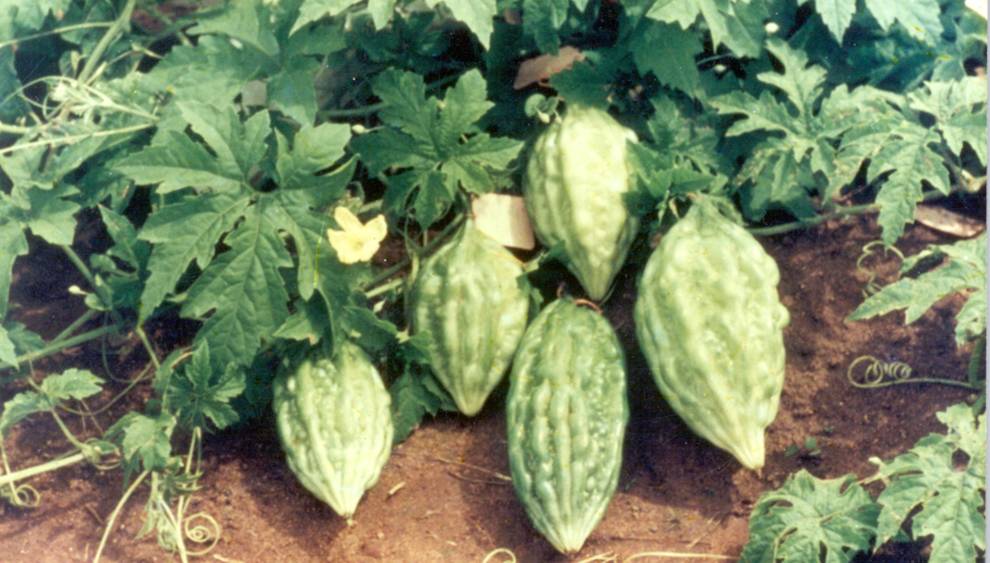 Arka Harit Bitter Gourd Seeds for Planting, 100 pcs