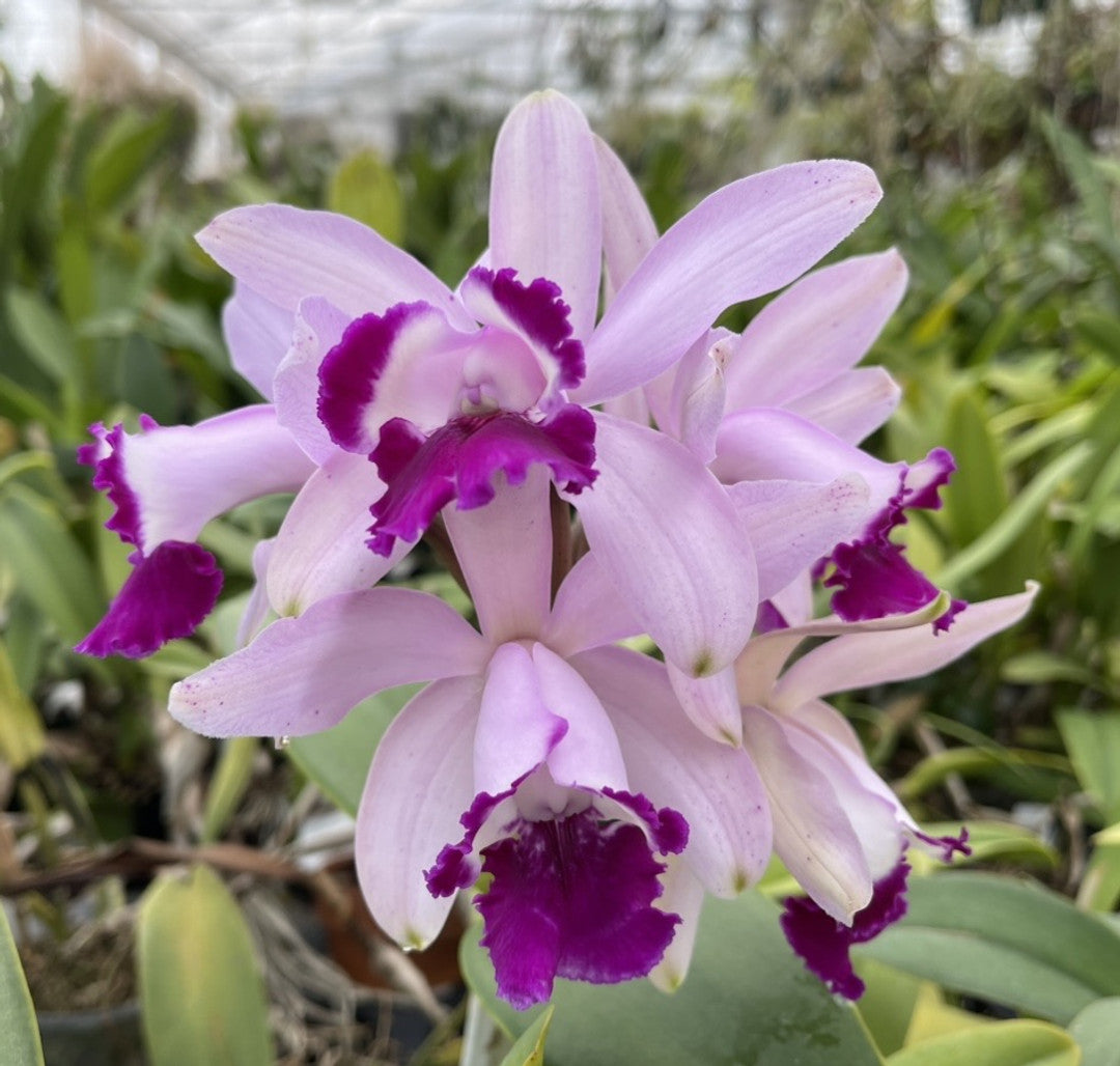 Heirloom Non-GMO Cattleya Intermedia Flower Seeds for Planting – Exotic Orchid Flower Seeds, High Germination